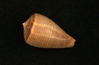 藏品(黑線芋螺)的圖片